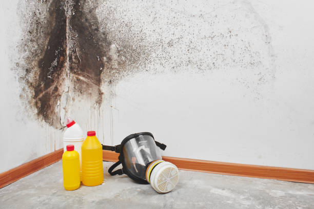 Best Mold Prevention Services  in Dandridge, TN